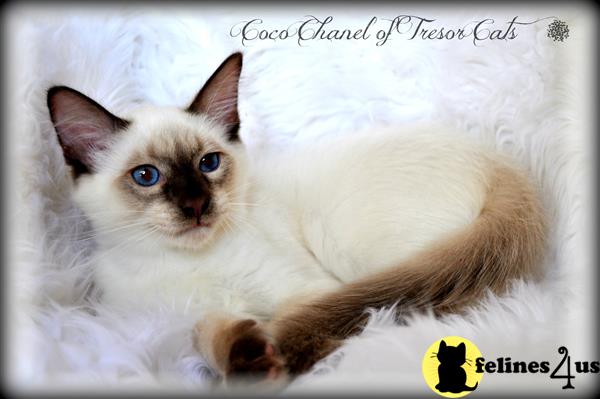 tresorcats Picture 2